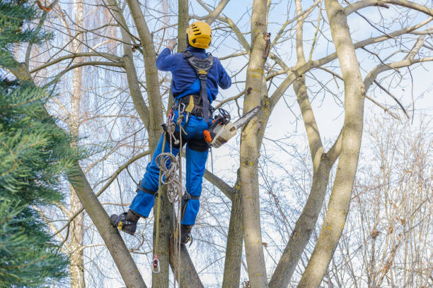 Best Tree Fertilization  in Saginaw, MI
